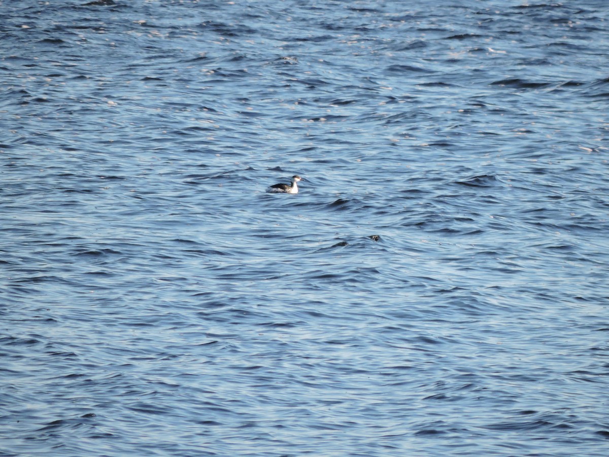 Horned Grebe - Luis Mendes