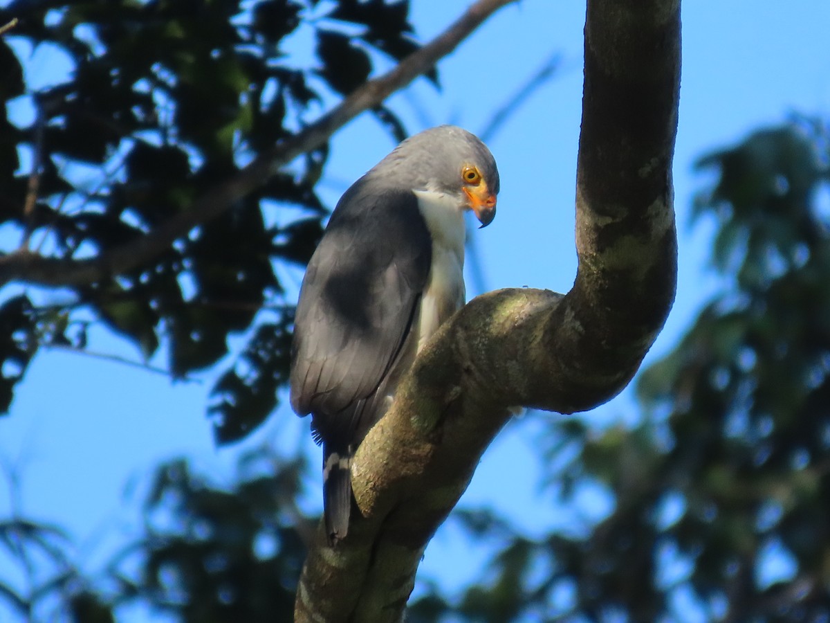 Semiplumbeous Hawk - ML613835541