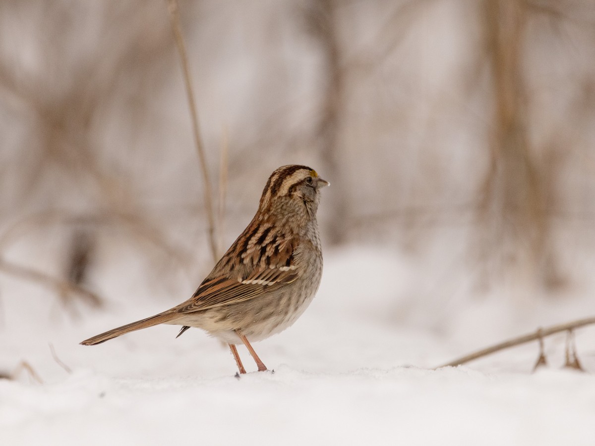White-throated Sparrow - ML613835549