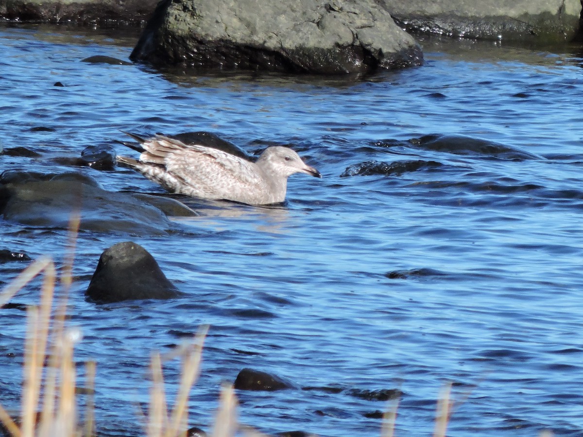 Herring Gull - Luis Mendes