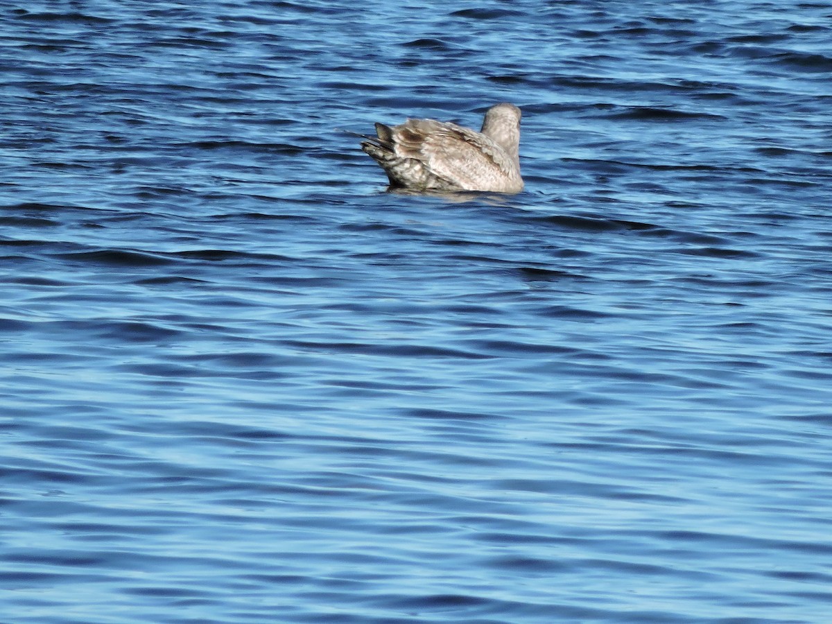 Herring Gull - Luis Mendes