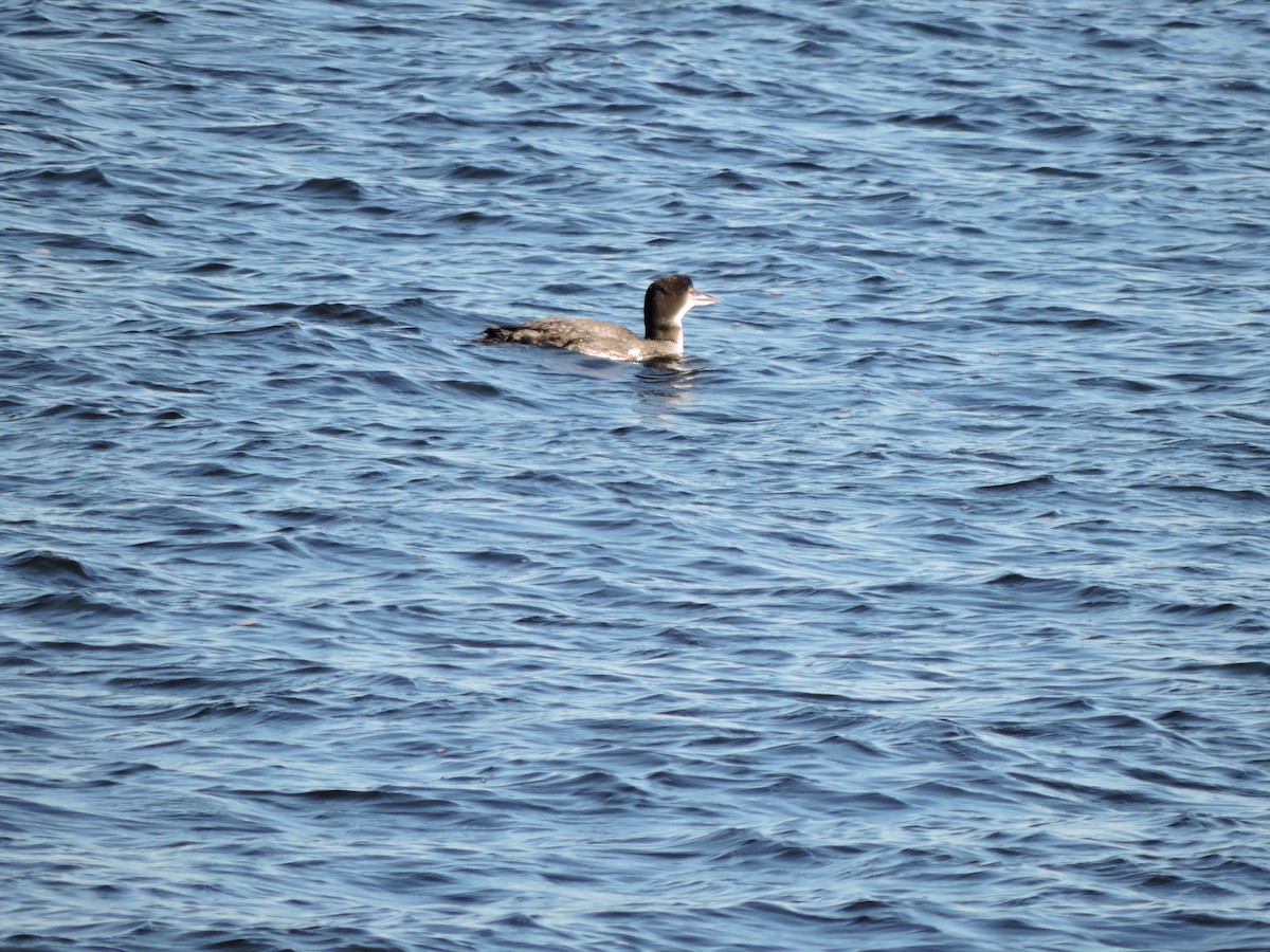 Common Loon - Luis Mendes