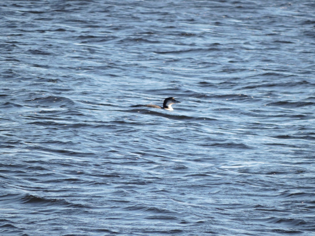 Common Loon - Luis Mendes