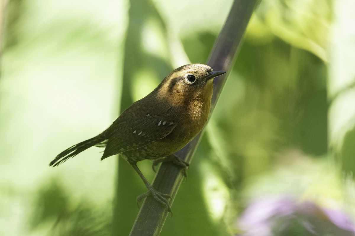 Rufous-browed Wren - Luis Guillermo