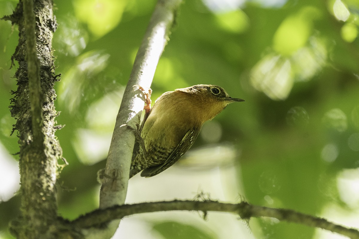 Rufous-browed Wren - Luis Guillermo