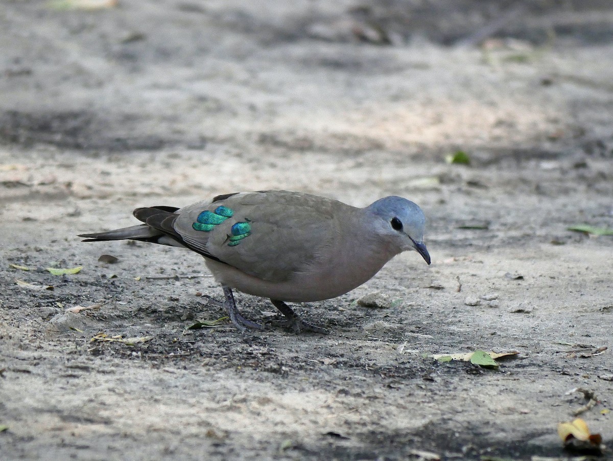 Emerald-spotted Wood-Dove - ML613835635