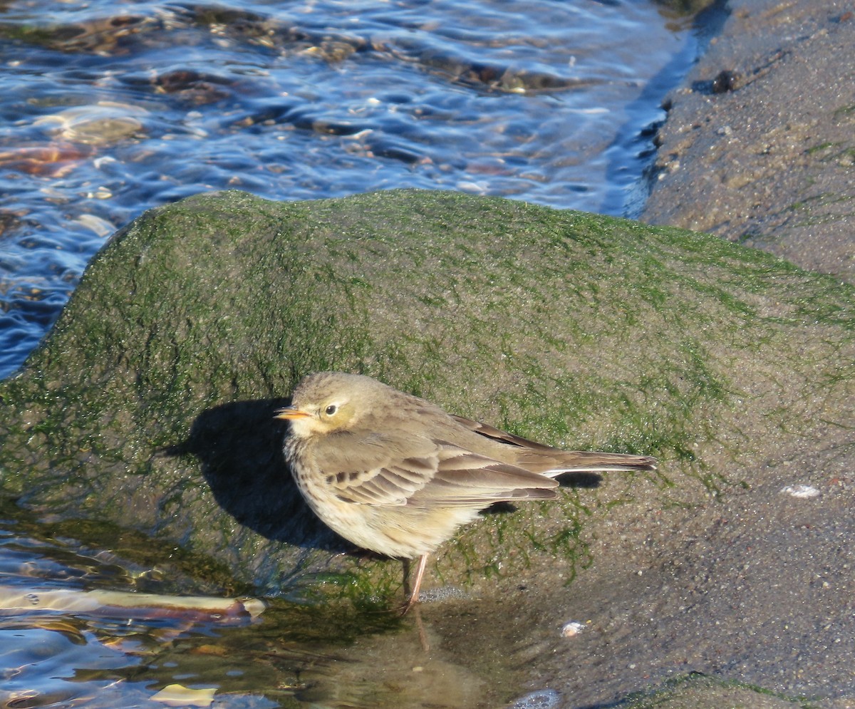 American Pipit - ML613835644