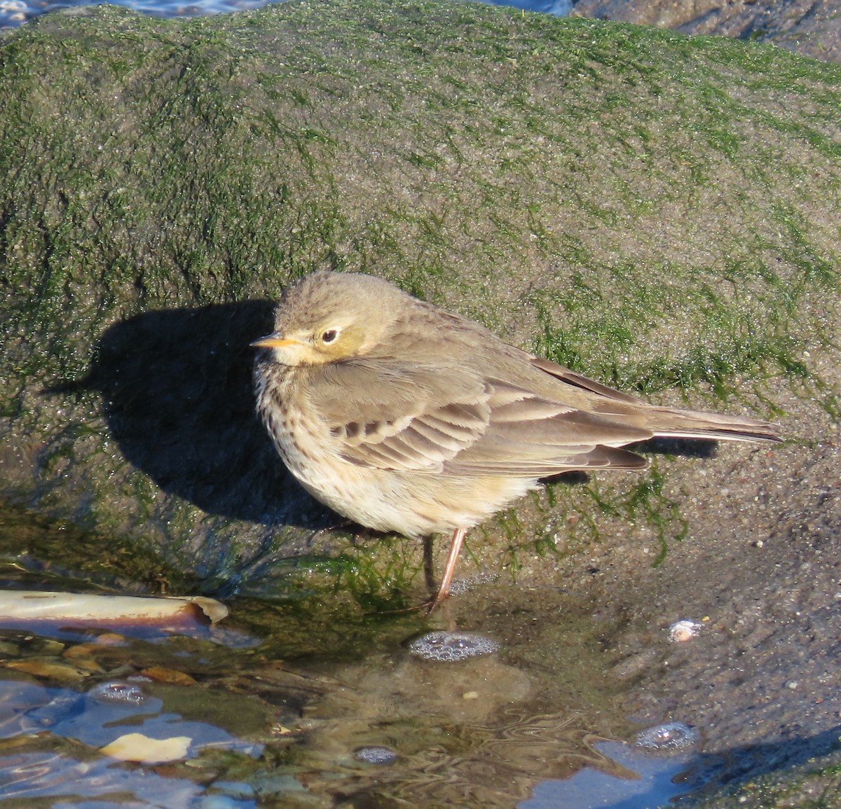 American Pipit - ML613835647