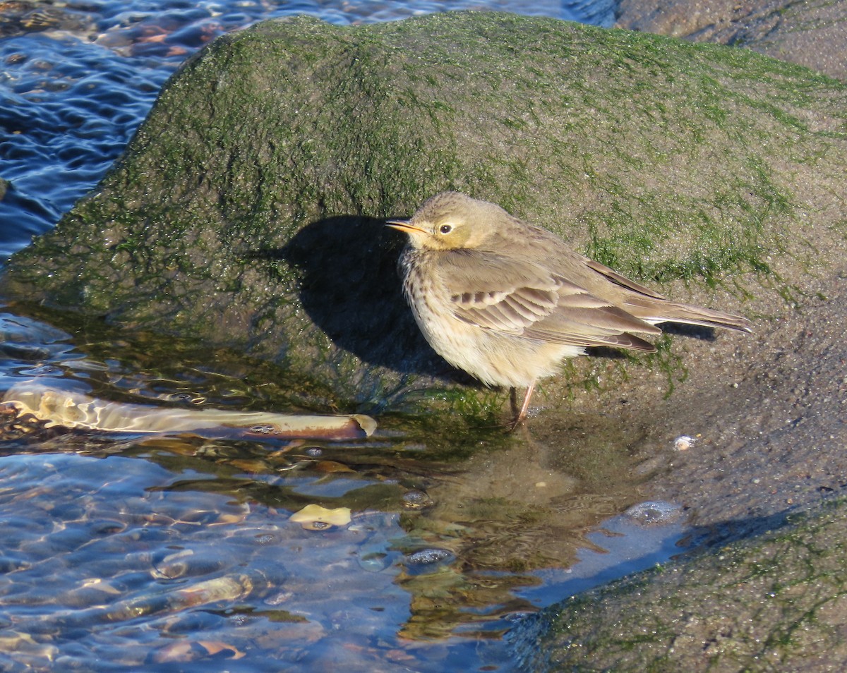 American Pipit - ML613835648