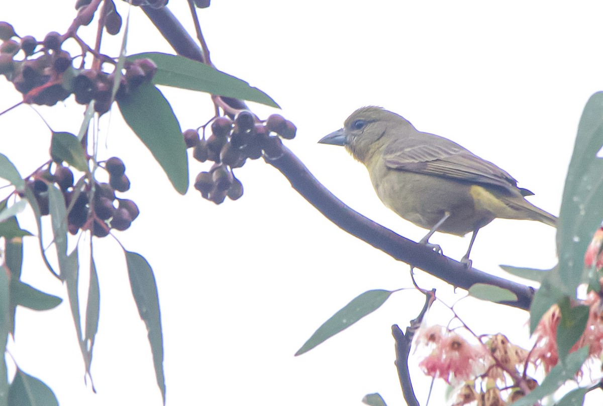 Hepatic Tanager - Braxton Landsman