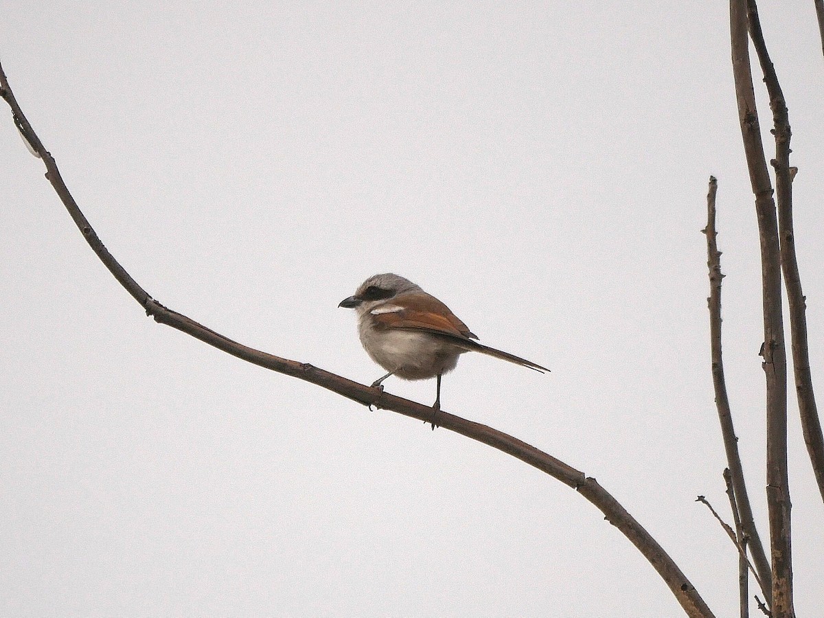 Souza's Shrike - ML613835790