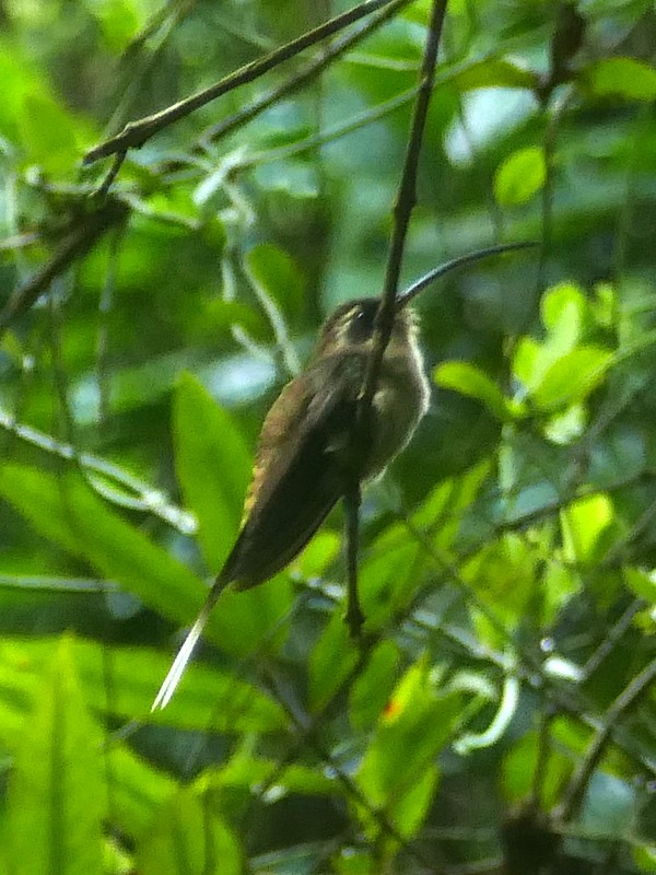 Long-billed Hermit - ML613835791