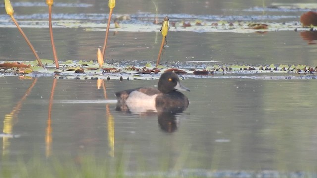 Tufted Duck - ML613835847
