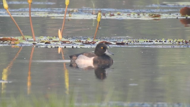 鳳頭潛鴨 - ML613835847