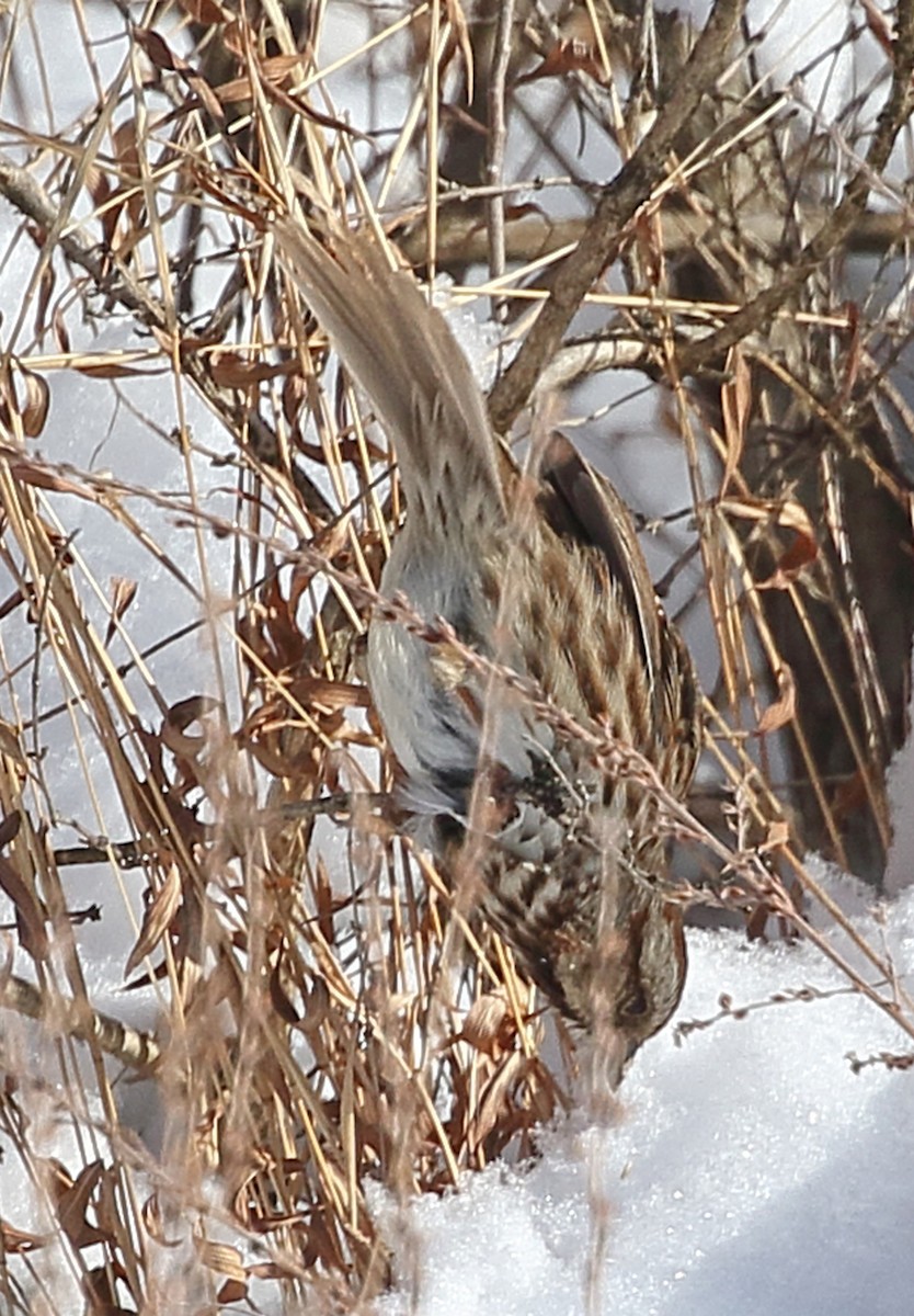 Song Sparrow - ML613835855