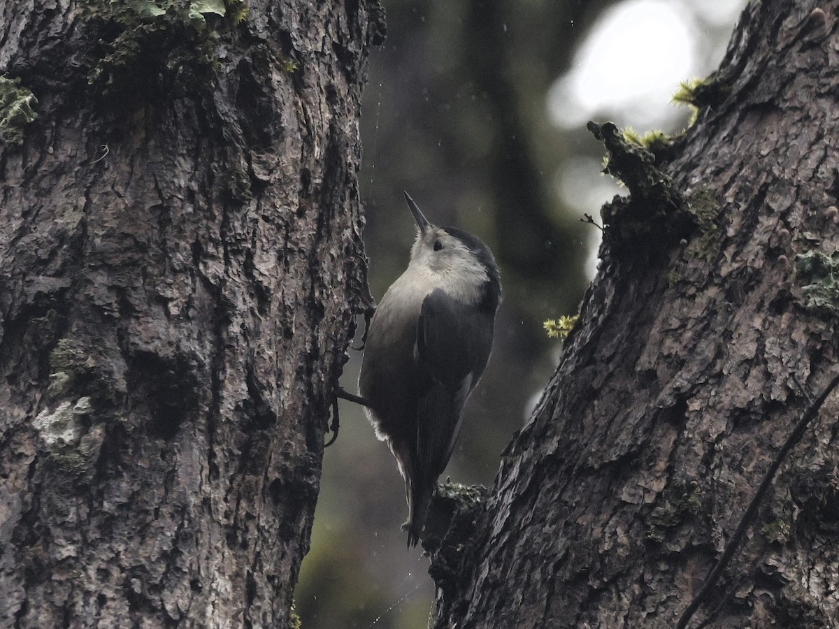 White-breasted Nuthatch (Pacific) - ML613835869