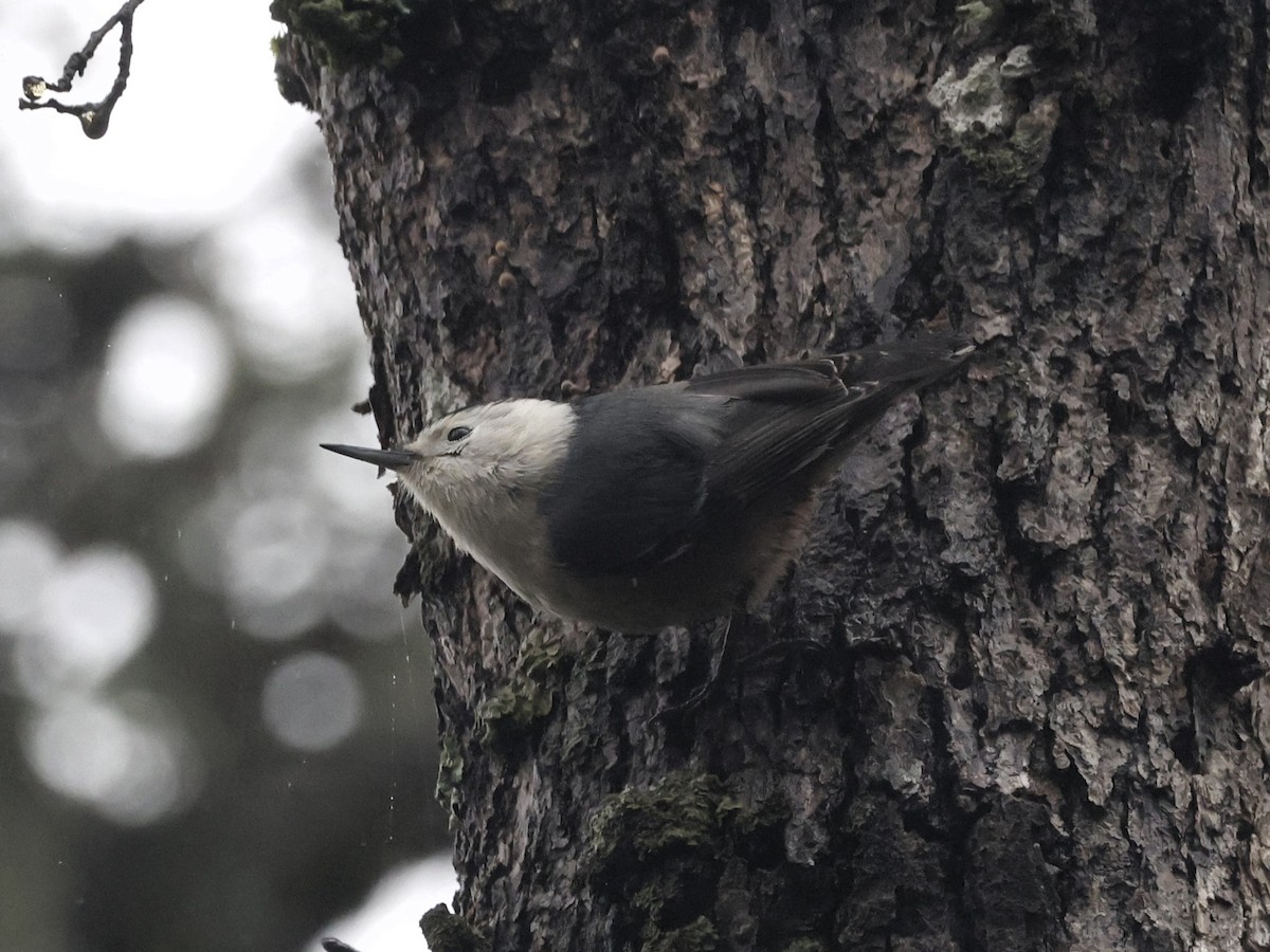 White-breasted Nuthatch (Pacific) - ML613835873