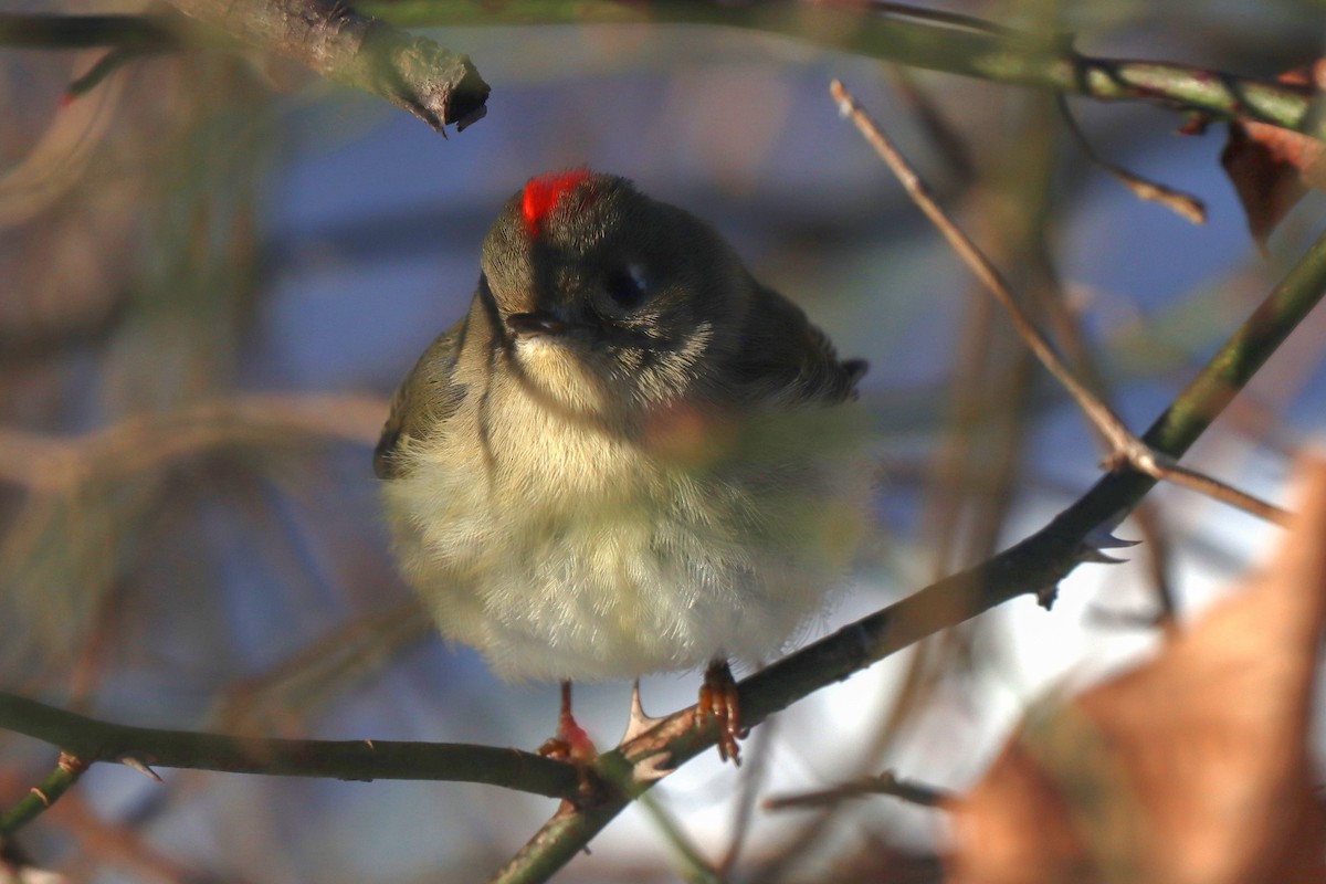 Roitelet à couronne rubis - ML613835877