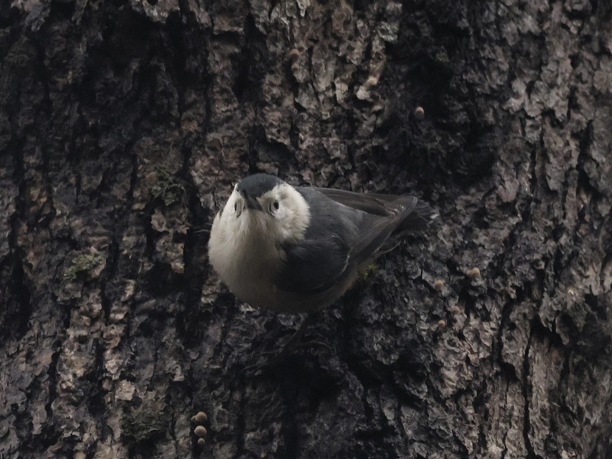 White-breasted Nuthatch (Pacific) - ML613835878