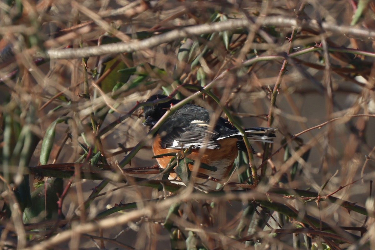 Eastern Towhee - ML613835912