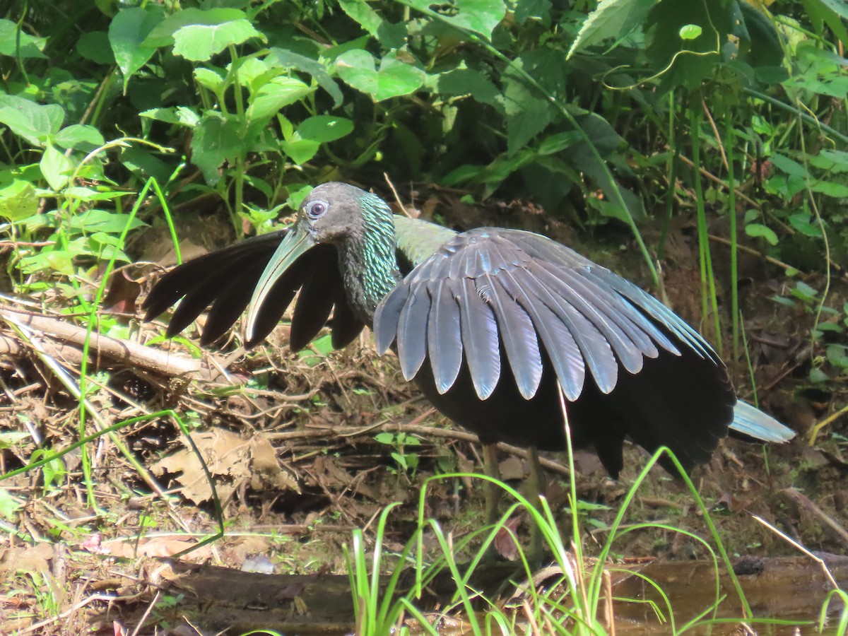 Green Ibis - ML613835938