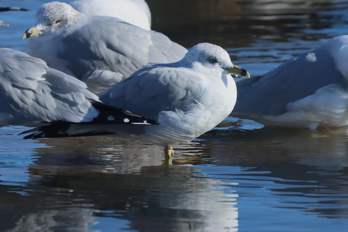 Ring-billed Gull - ML613835946