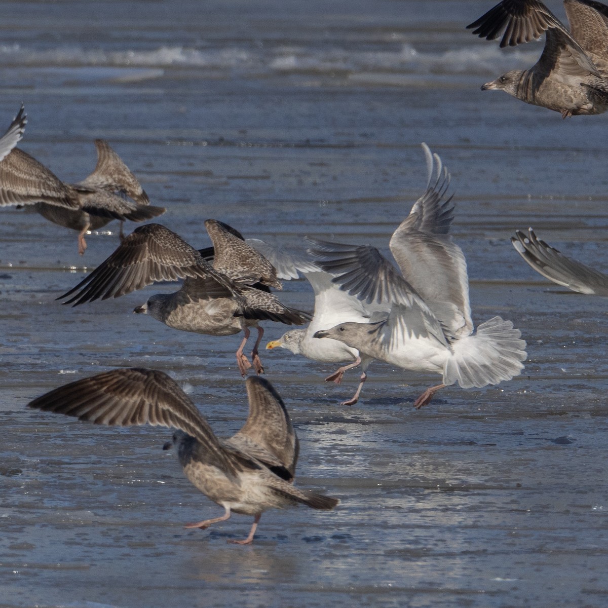 Glaucous-winged Gull - ML613835952