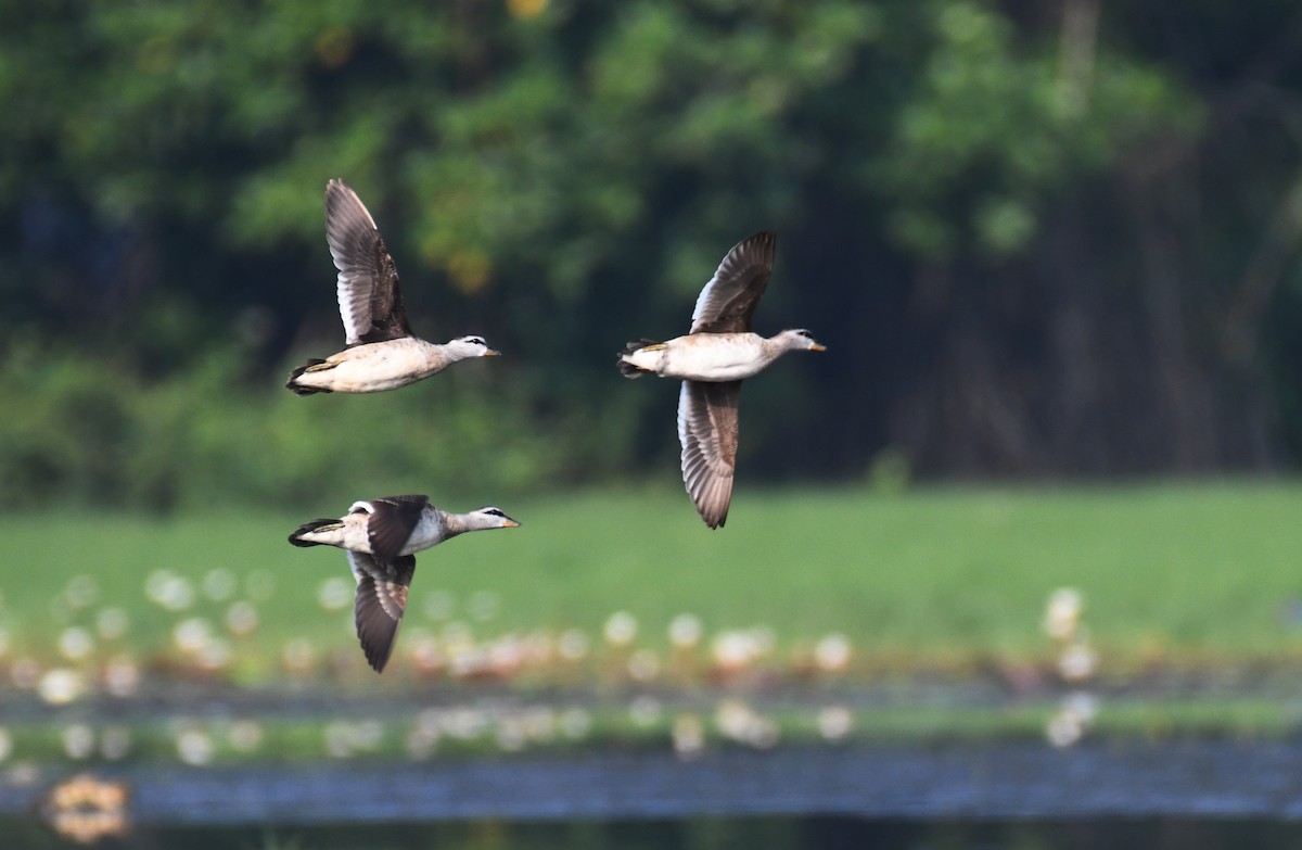 Cotton Pygmy-Goose - ML613835970