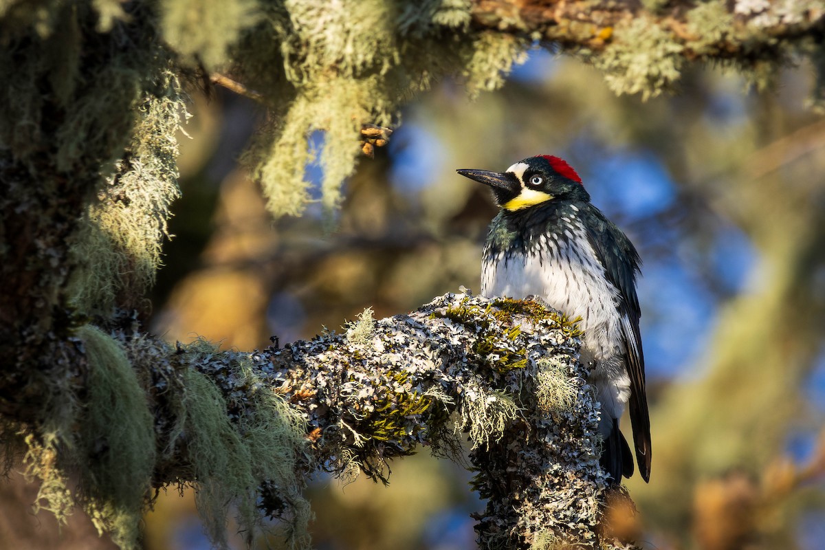 Acorn Woodpecker - ML613835996