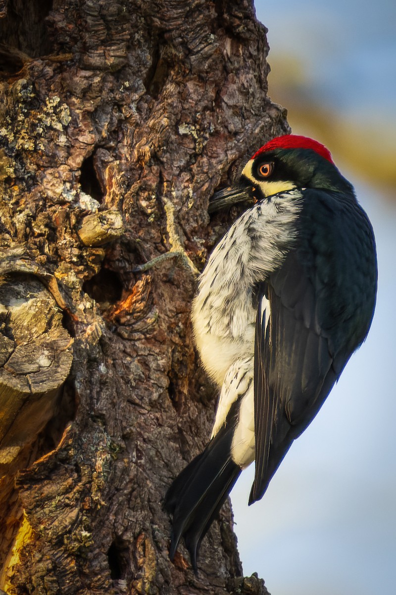 Acorn Woodpecker - ML613836010