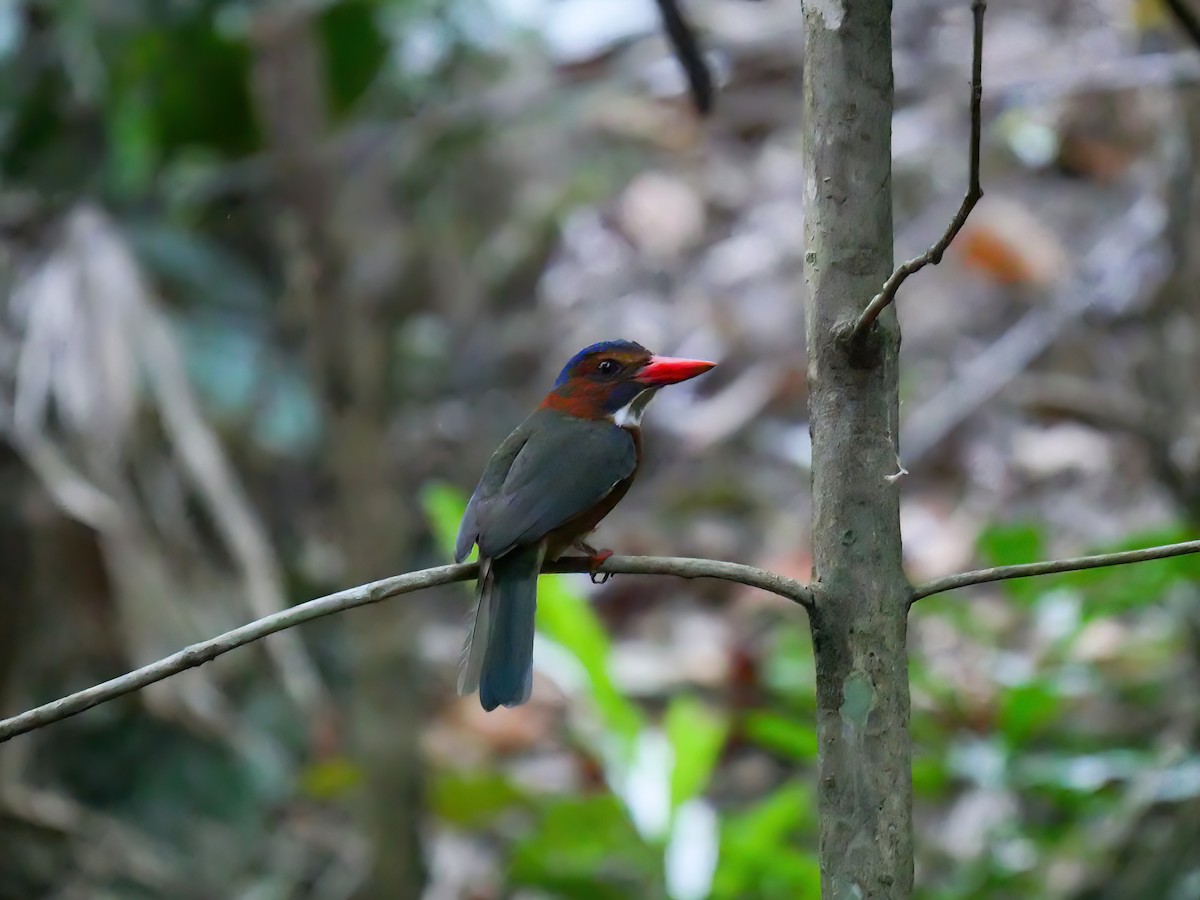 Green-backed Kingfisher - ML613836049