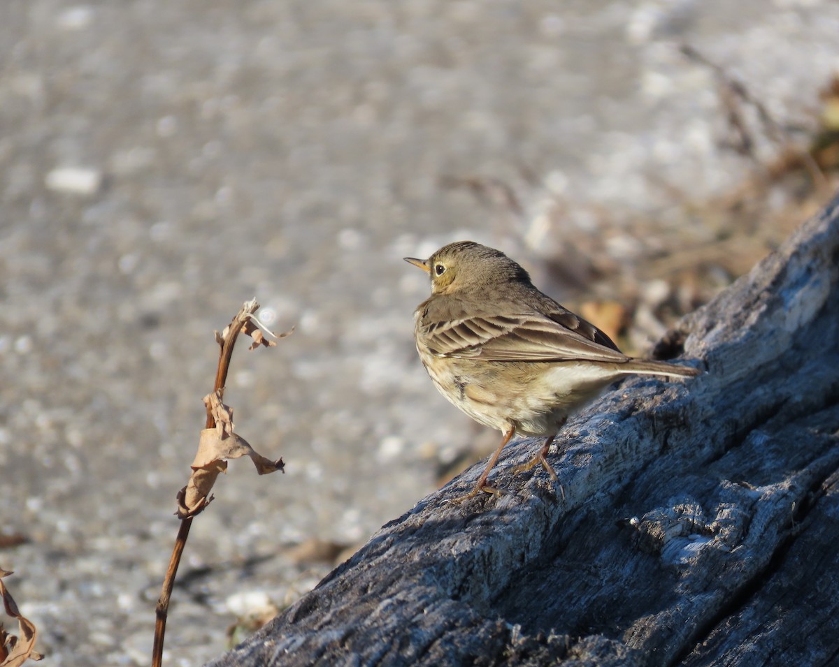 American Pipit - ML613836092