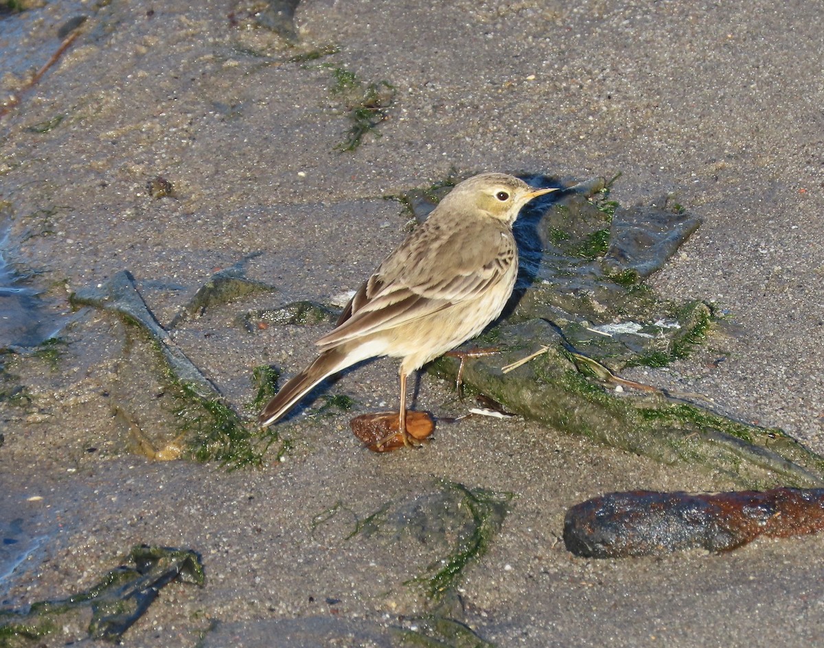 American Pipit - ML613836093