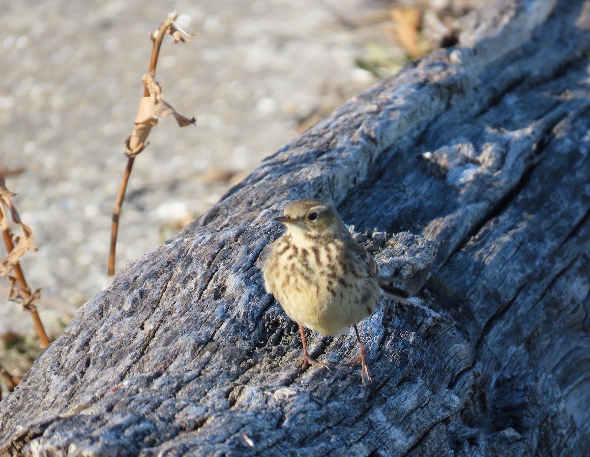 American Pipit - ML613836095