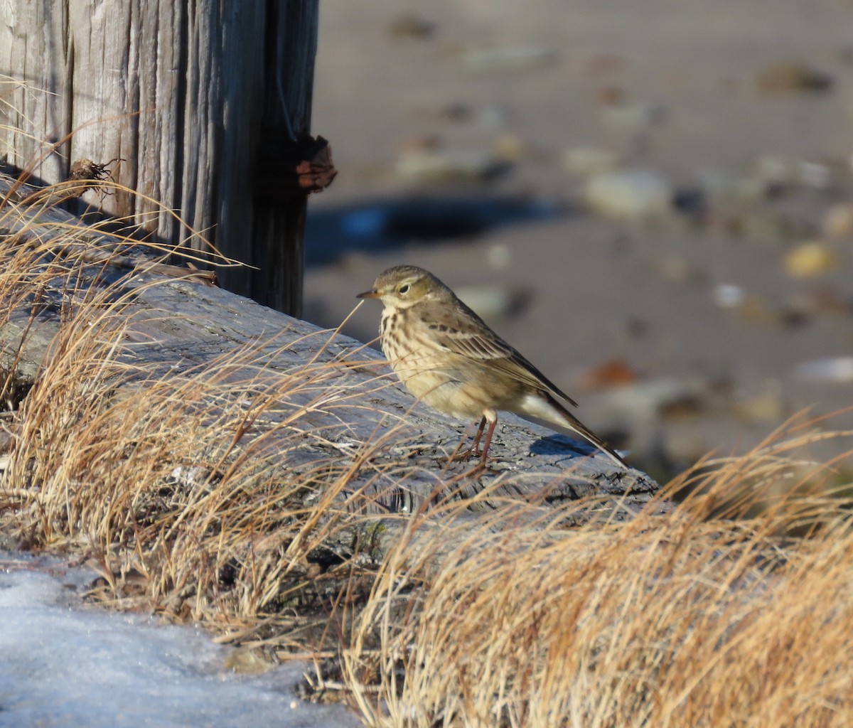 American Pipit - ML613836096