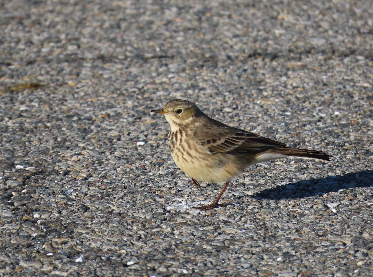 American Pipit - ML613836098