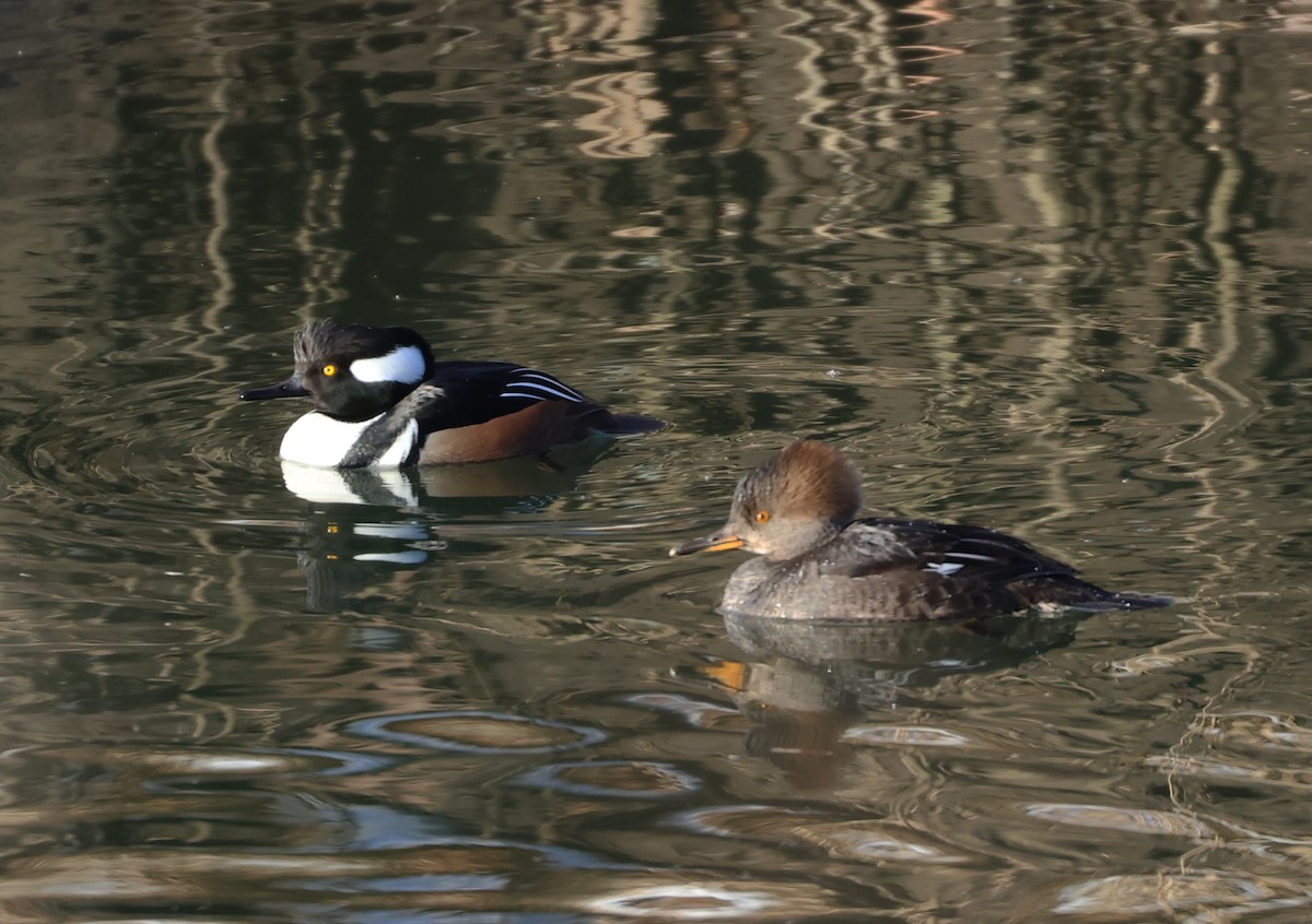 Hooded Merganser - ML613836135