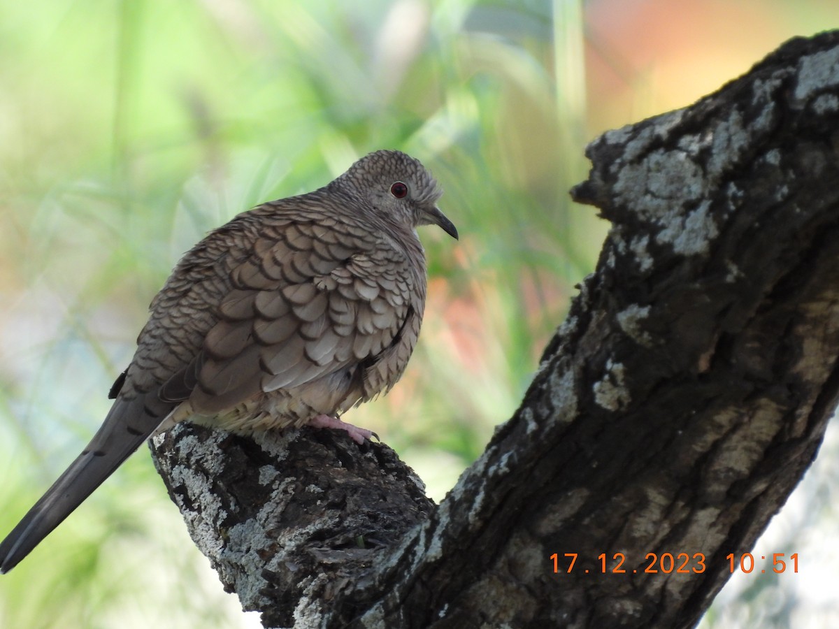 Inca Dove - Jennifer Percival