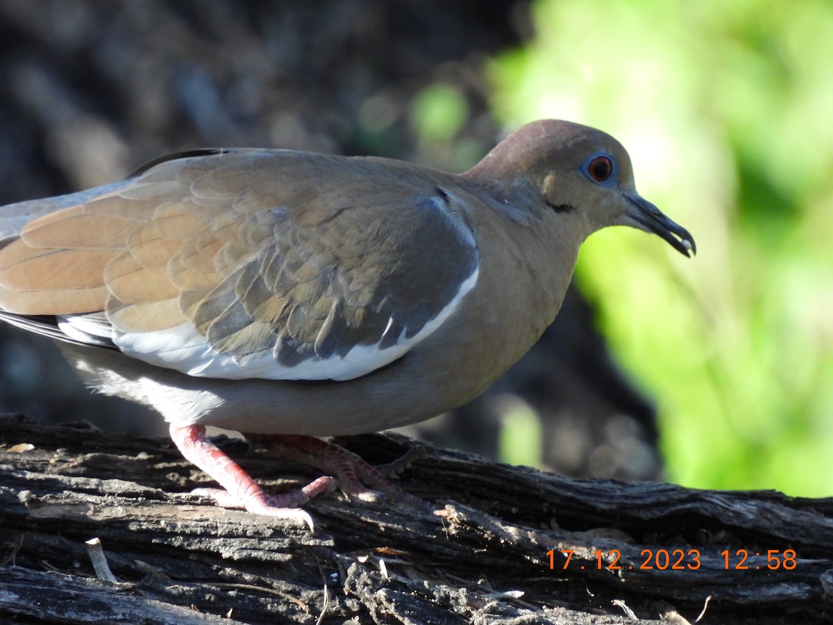 White-winged Dove - ML613836186