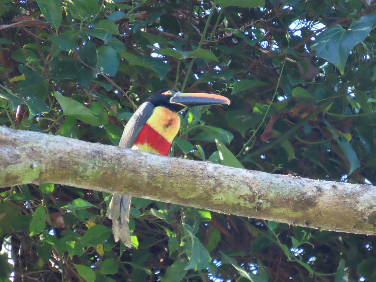 Fiery-billed Aracari - ML613836221