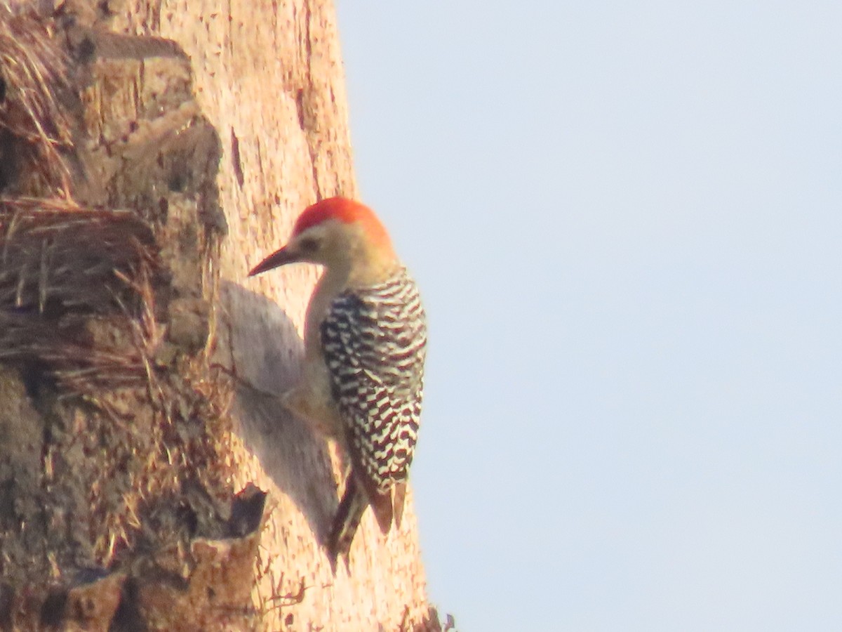 Red-crowned Woodpecker - ML613836236