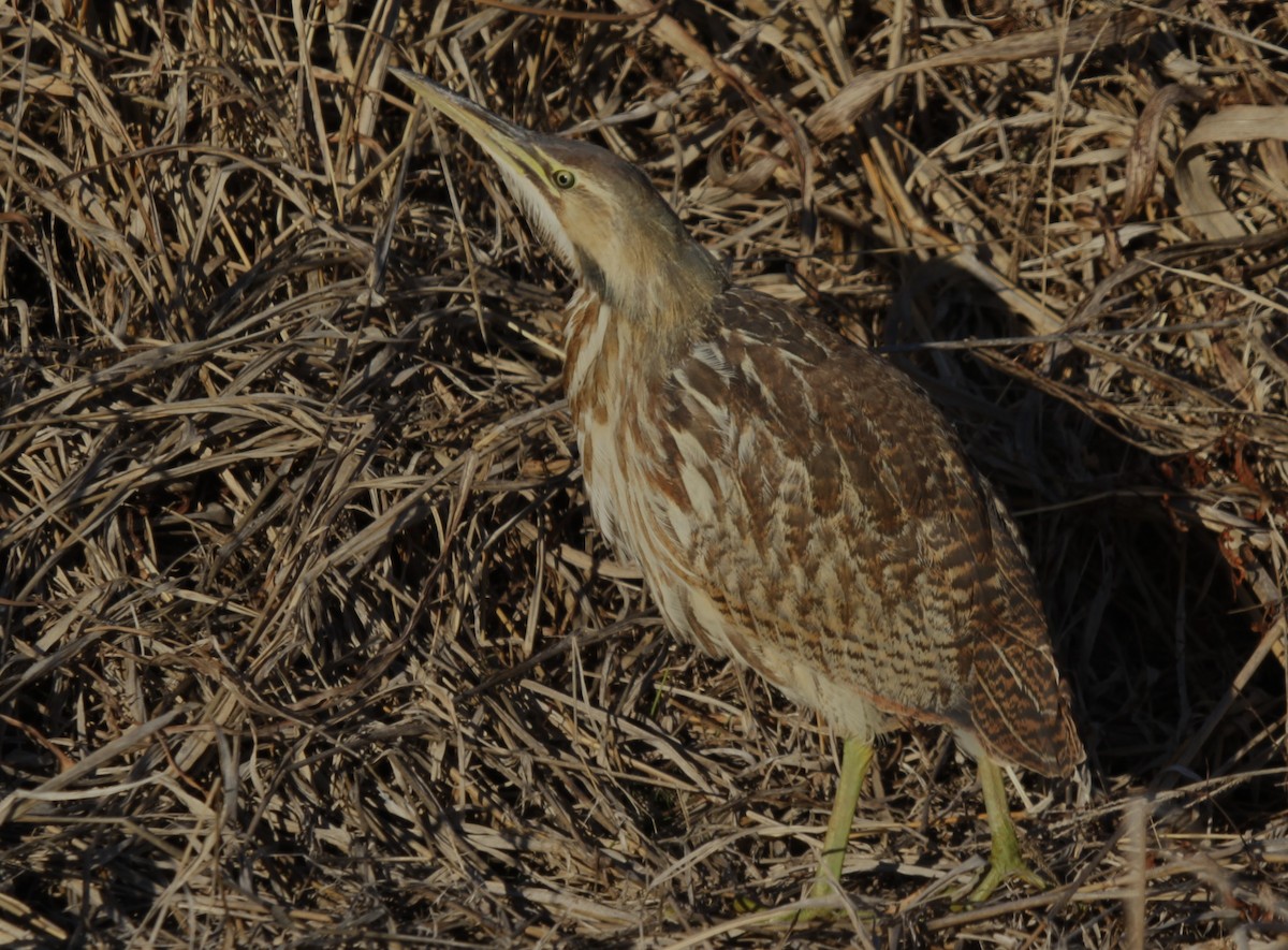 American Bittern - ML613836261