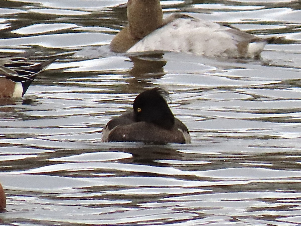 Tufted Duck - ML613836322