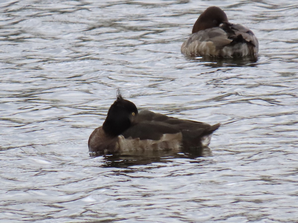 Tufted Duck - ML613836323