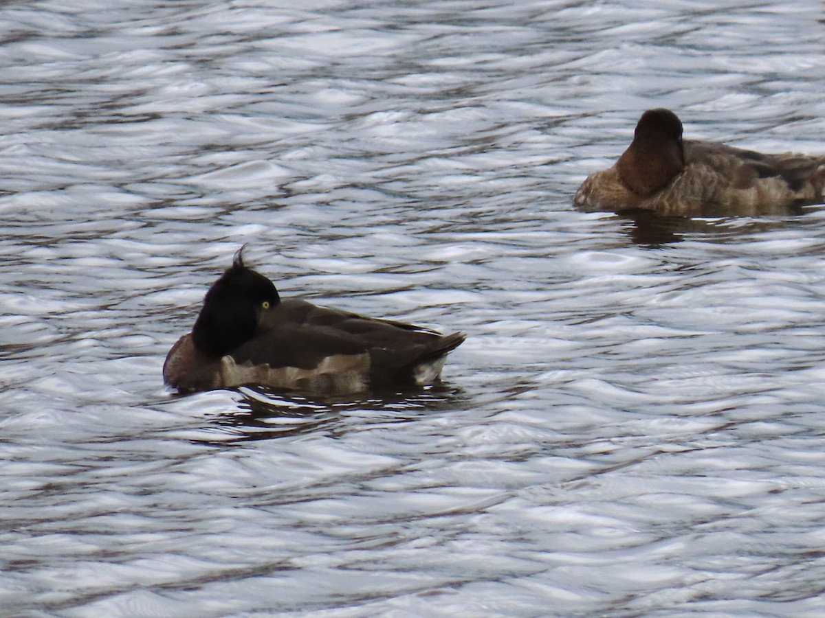 Tufted Duck - ML613836324