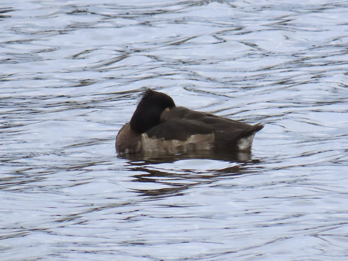 Tufted Duck - ML613836325