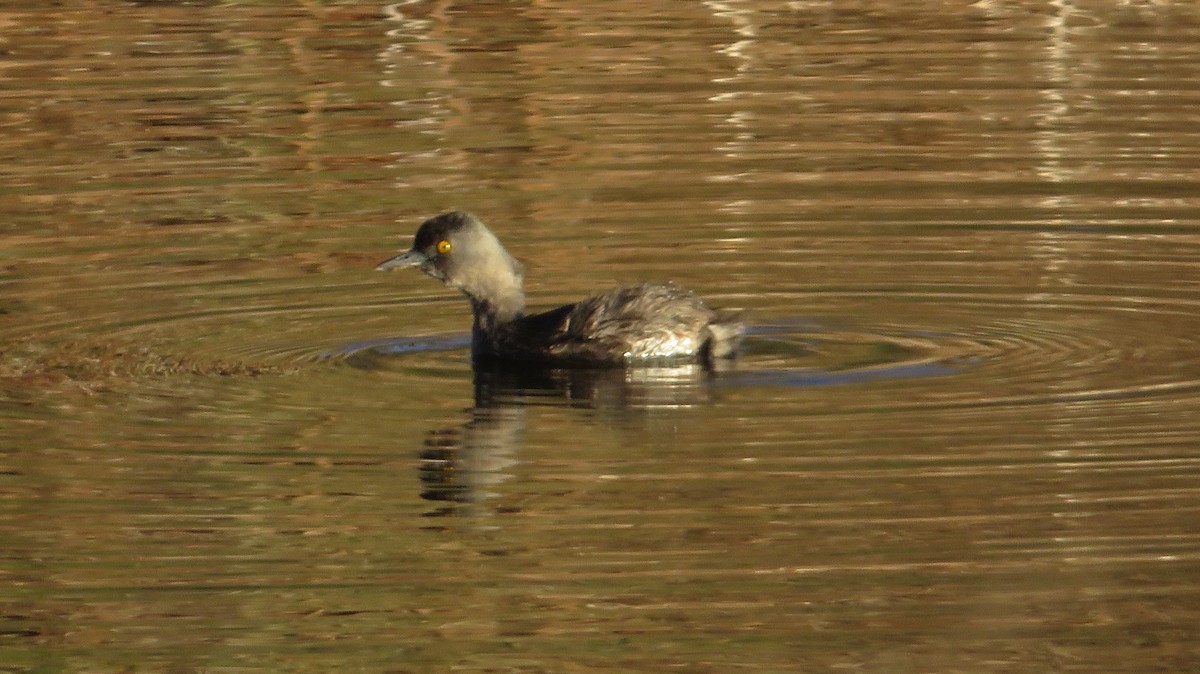 Least Grebe - James P.