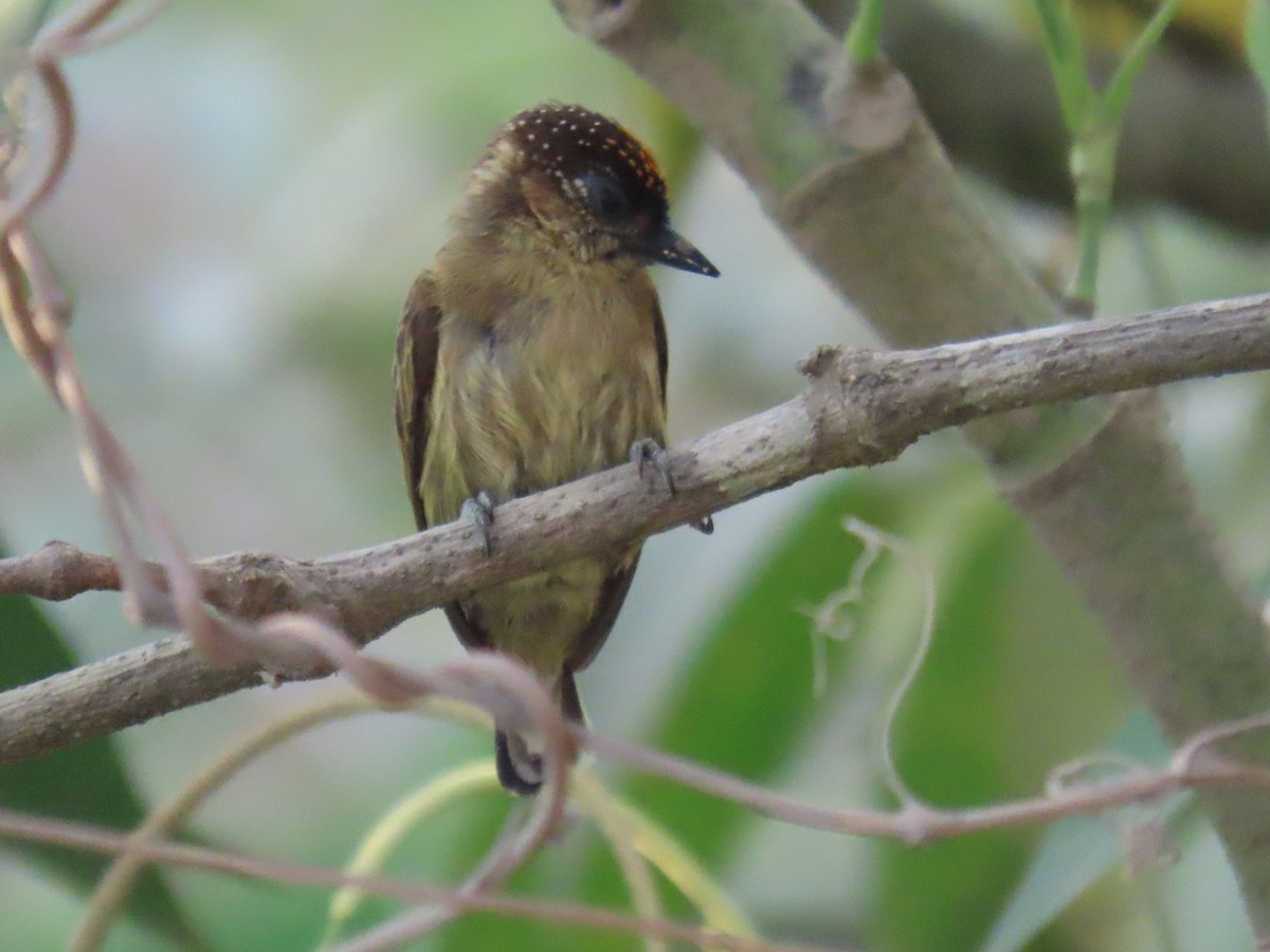 Olivaceous Piculet - ML613836538
