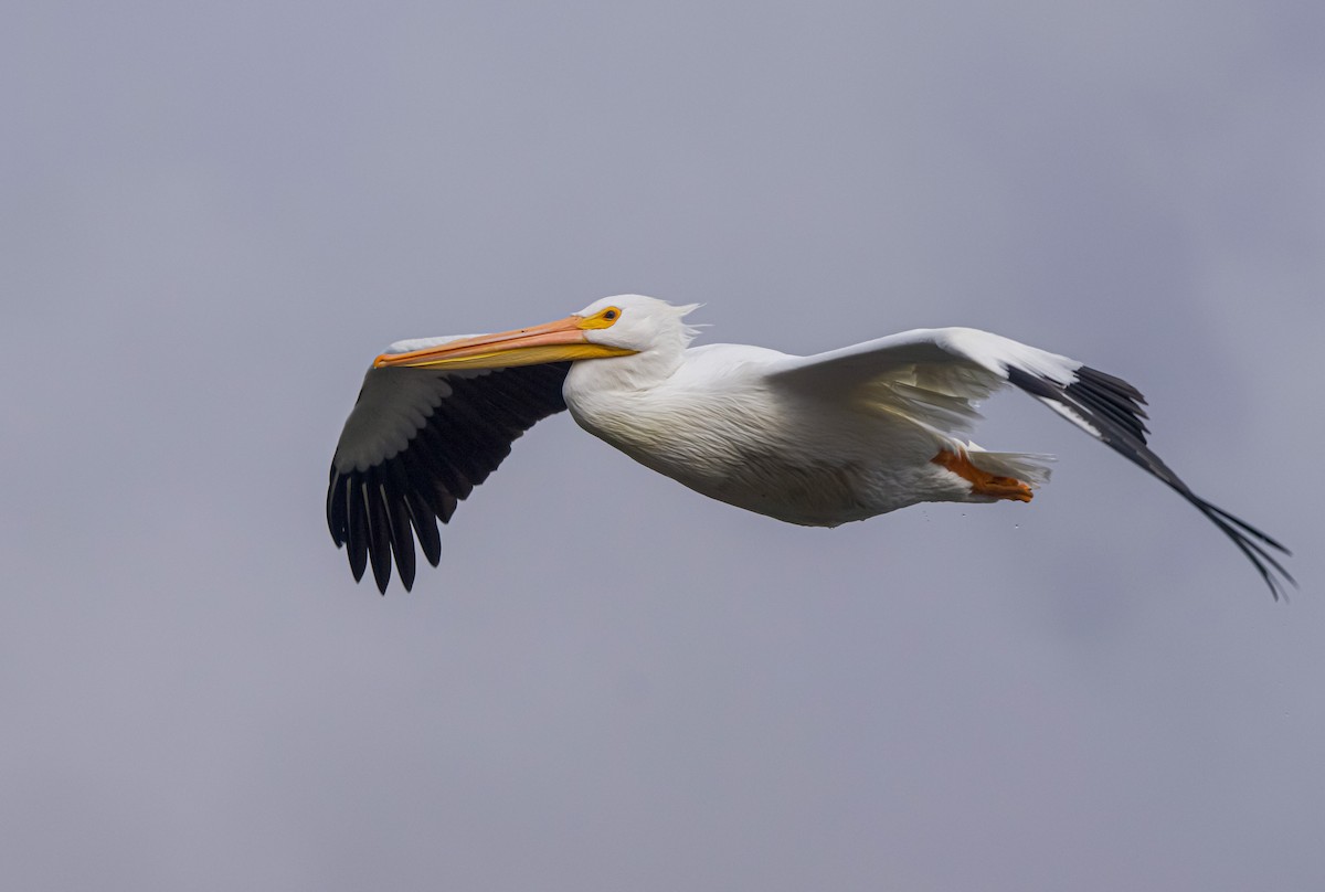 American White Pelican - ML613836571