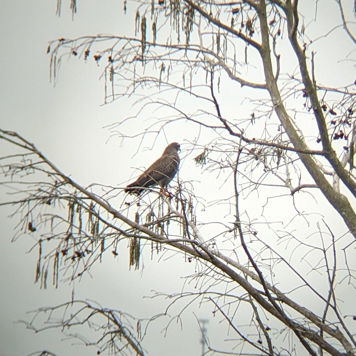 Snail Kite - ML613836621